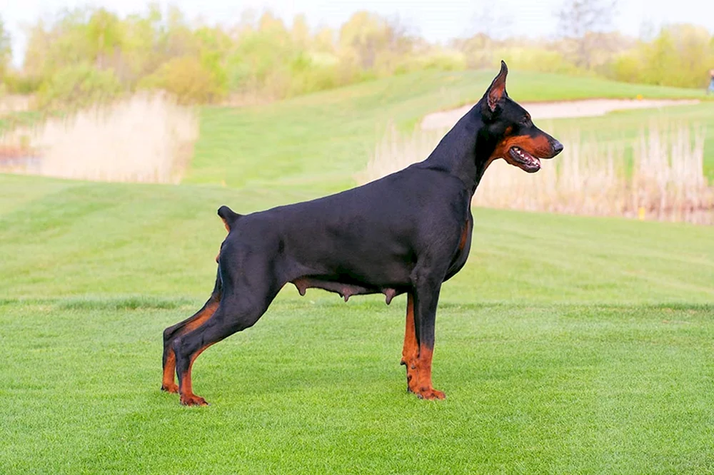 Dobermann Vladek Roshina
