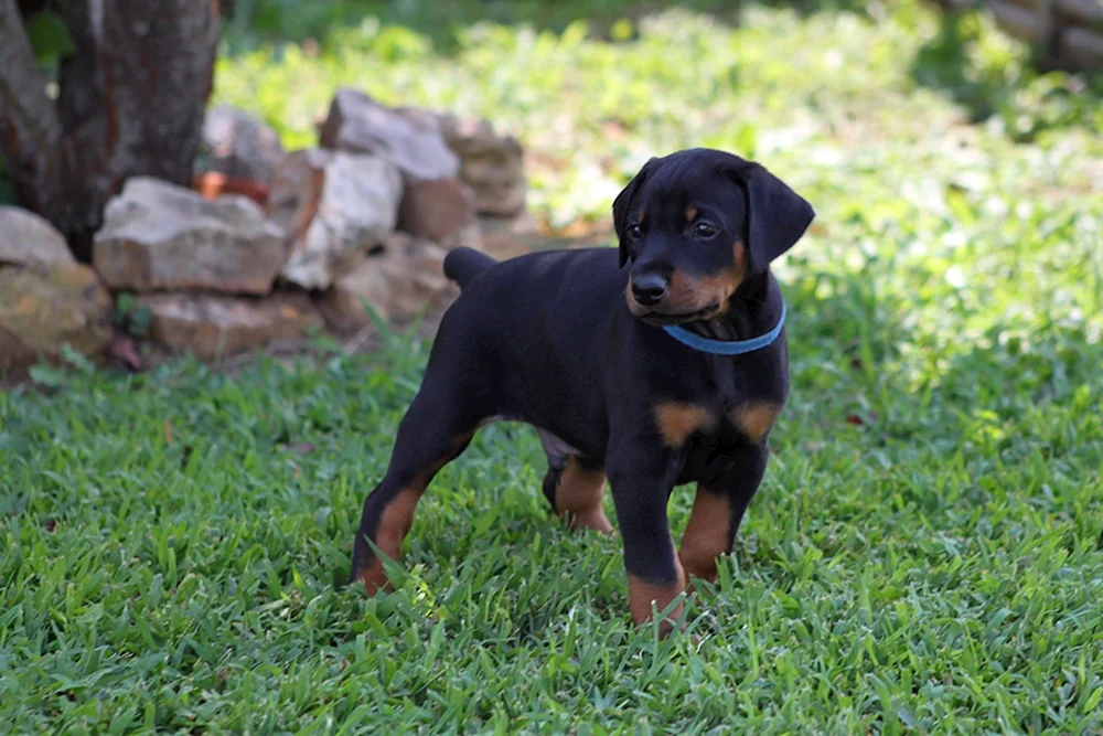 Dobermannwelpe