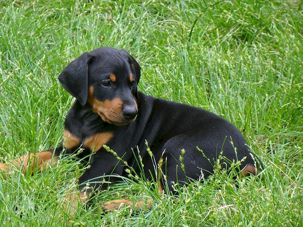 Dobermann Hund