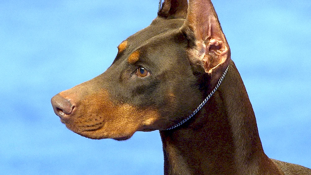 Dobermann- Schokopinscher