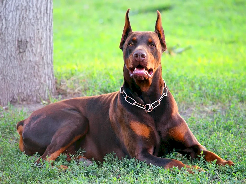 Dobermann Schokopinscher