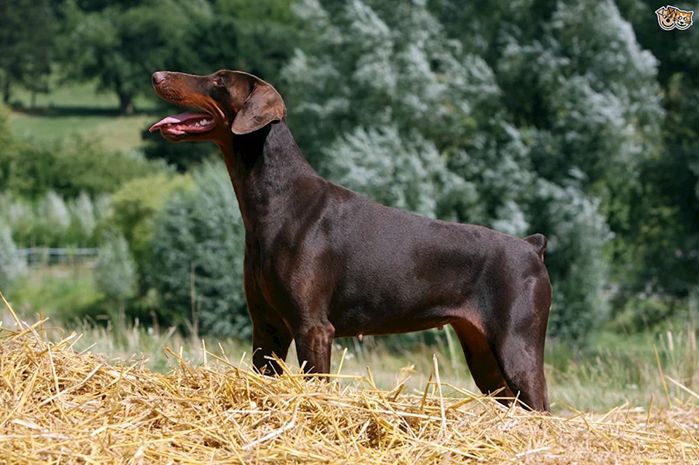 Dobermann Schokopinscher
