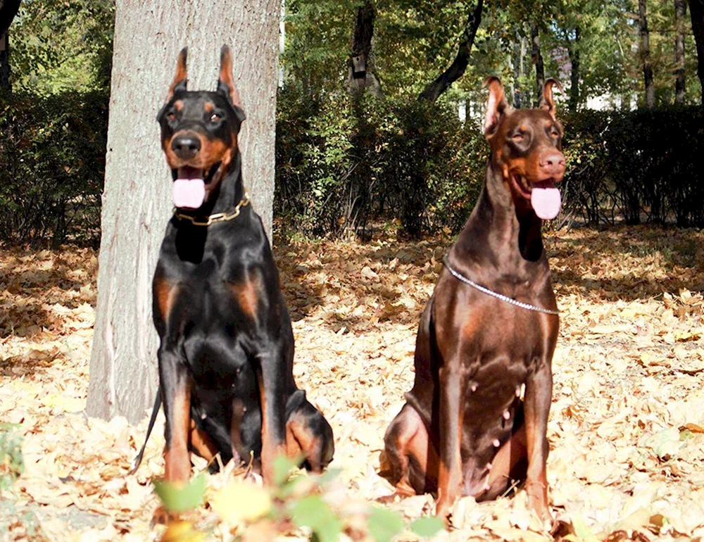 Dobermann Schokopinscher