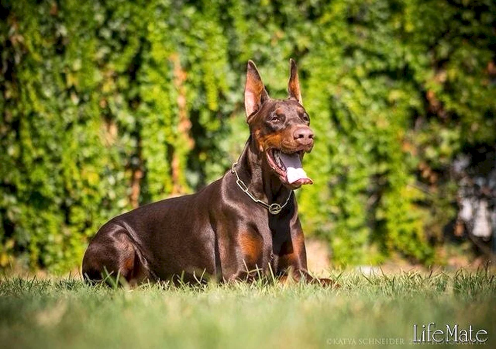 Dobermann- schokoladenbraun