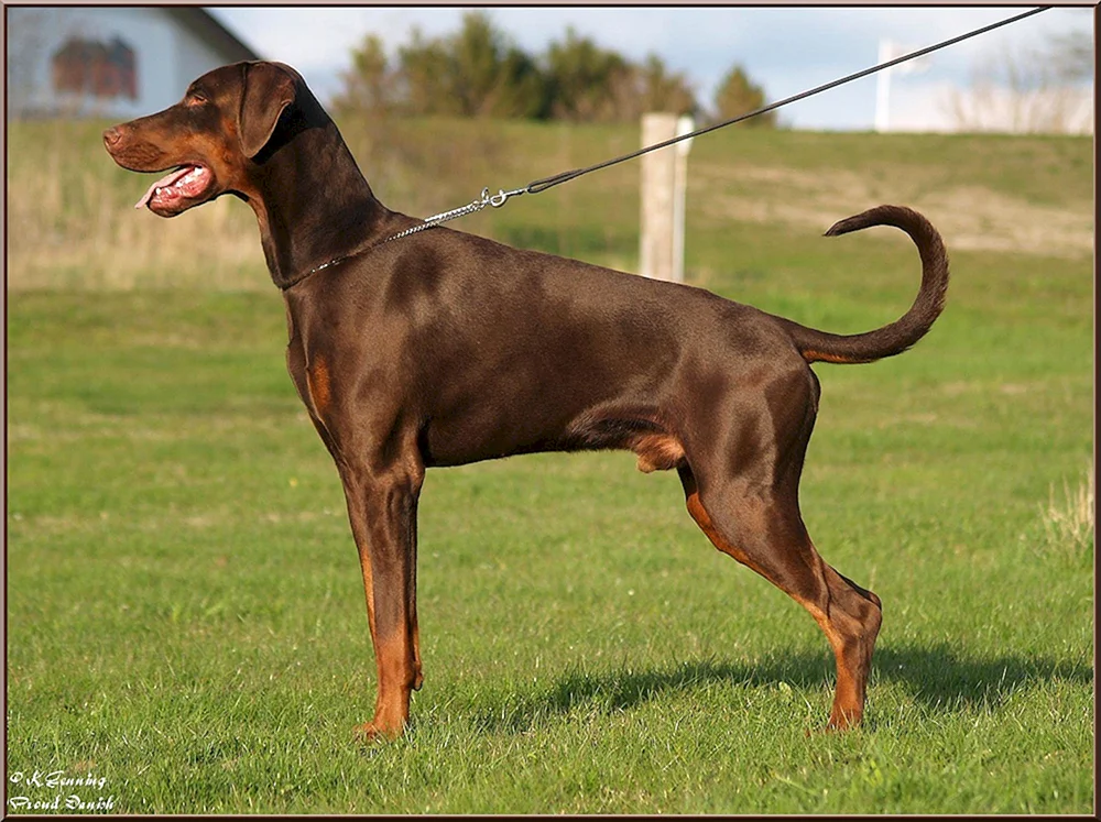 Dobermannpinscher schokoladenbraun