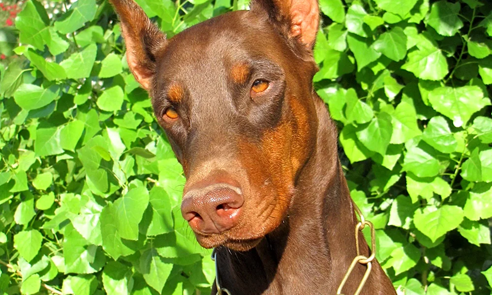 Dobermannpinscher schokoladenbraun
