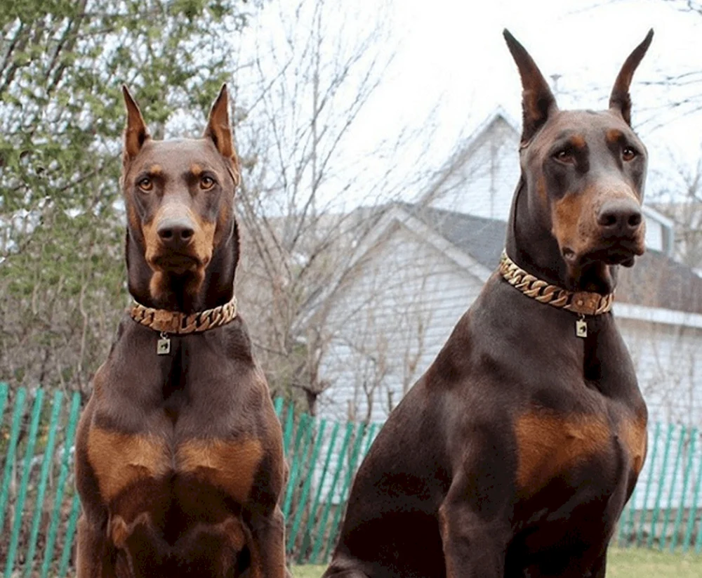 Dobermann albino