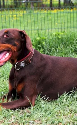 Dobermannpinscher schoko