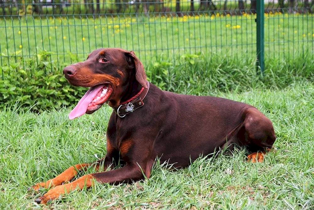 Dobermannpinscher schoko