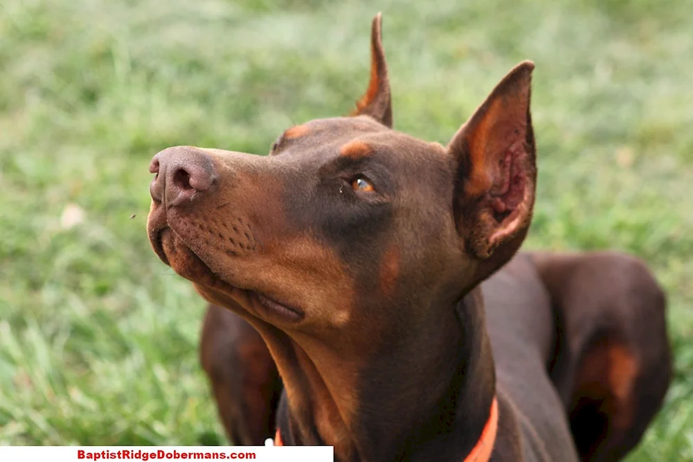 Dobermannpinscher schoko