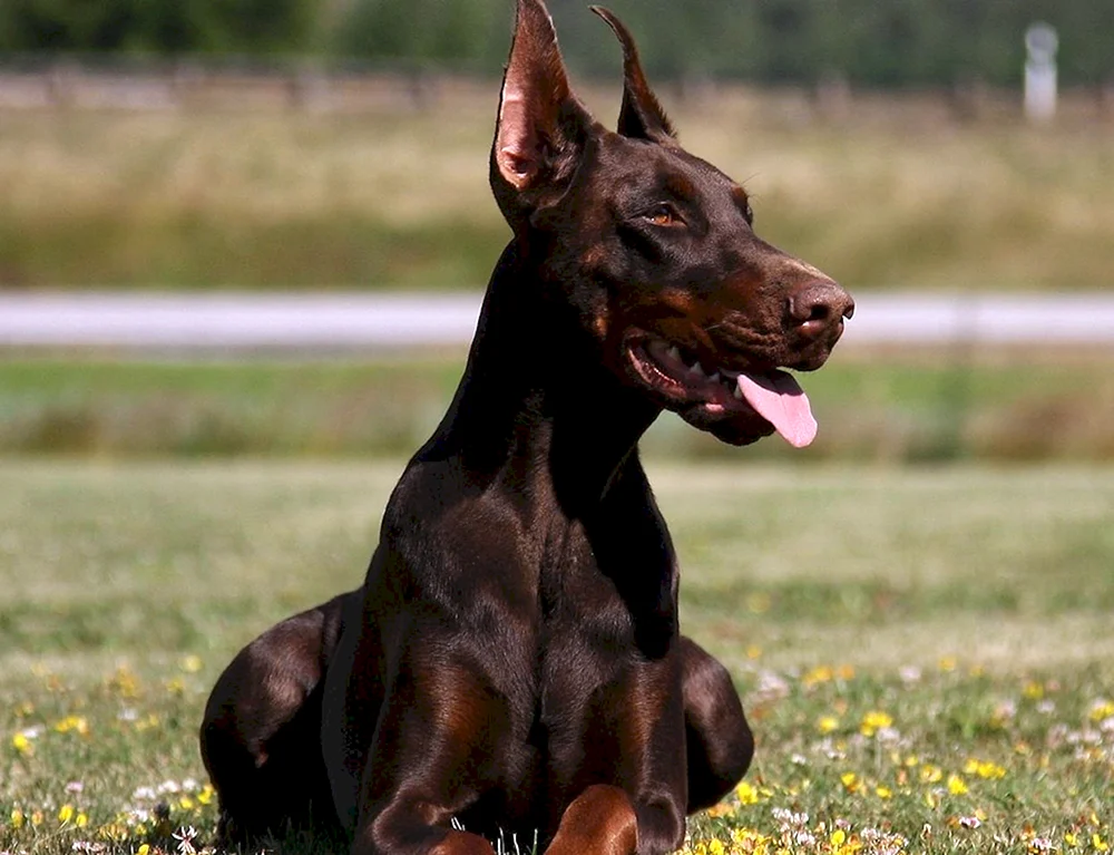 Dobermannpinscher schoko
