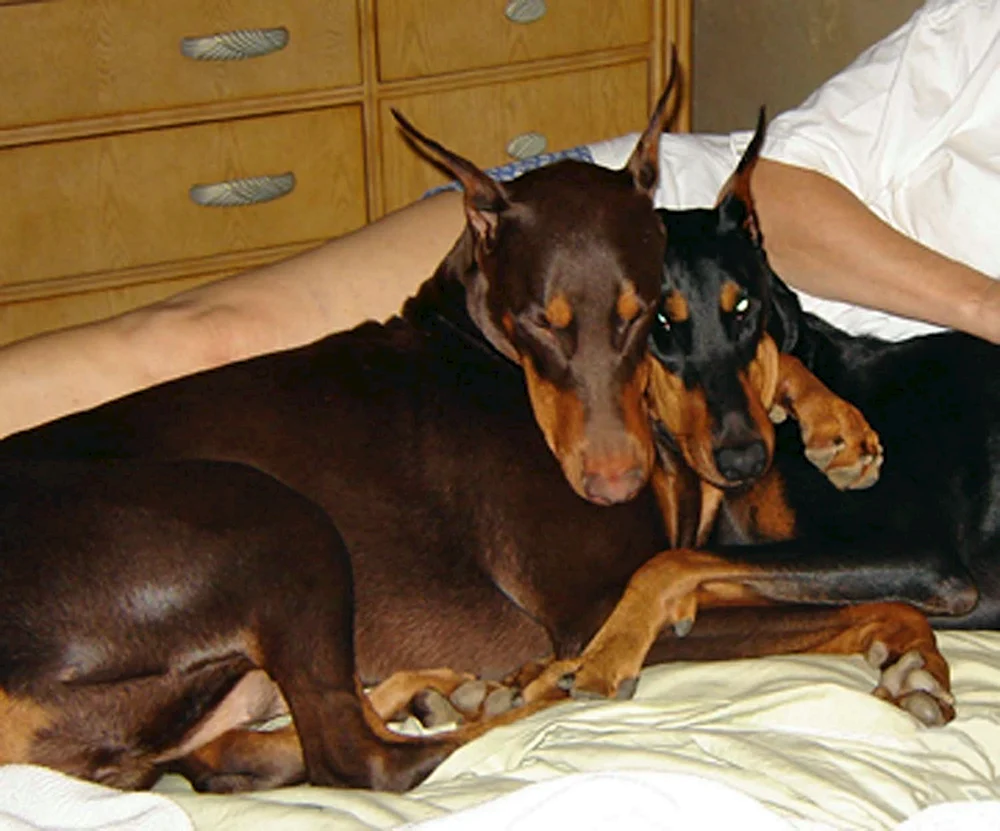 Dobermannpinscher
