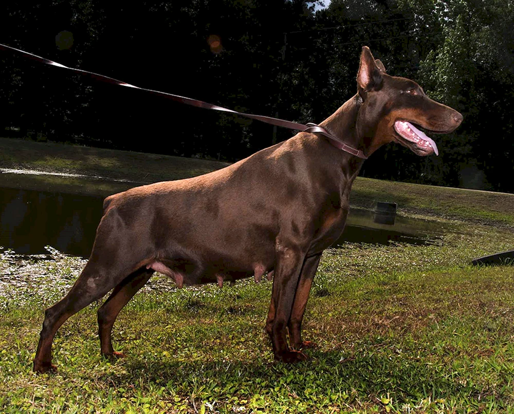 Dobermann Welpe