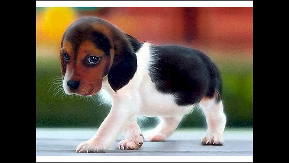 Dog Compilation - watch video online in My World Alexei Lagutko