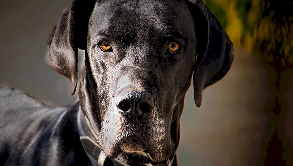 Hund Royal Dog