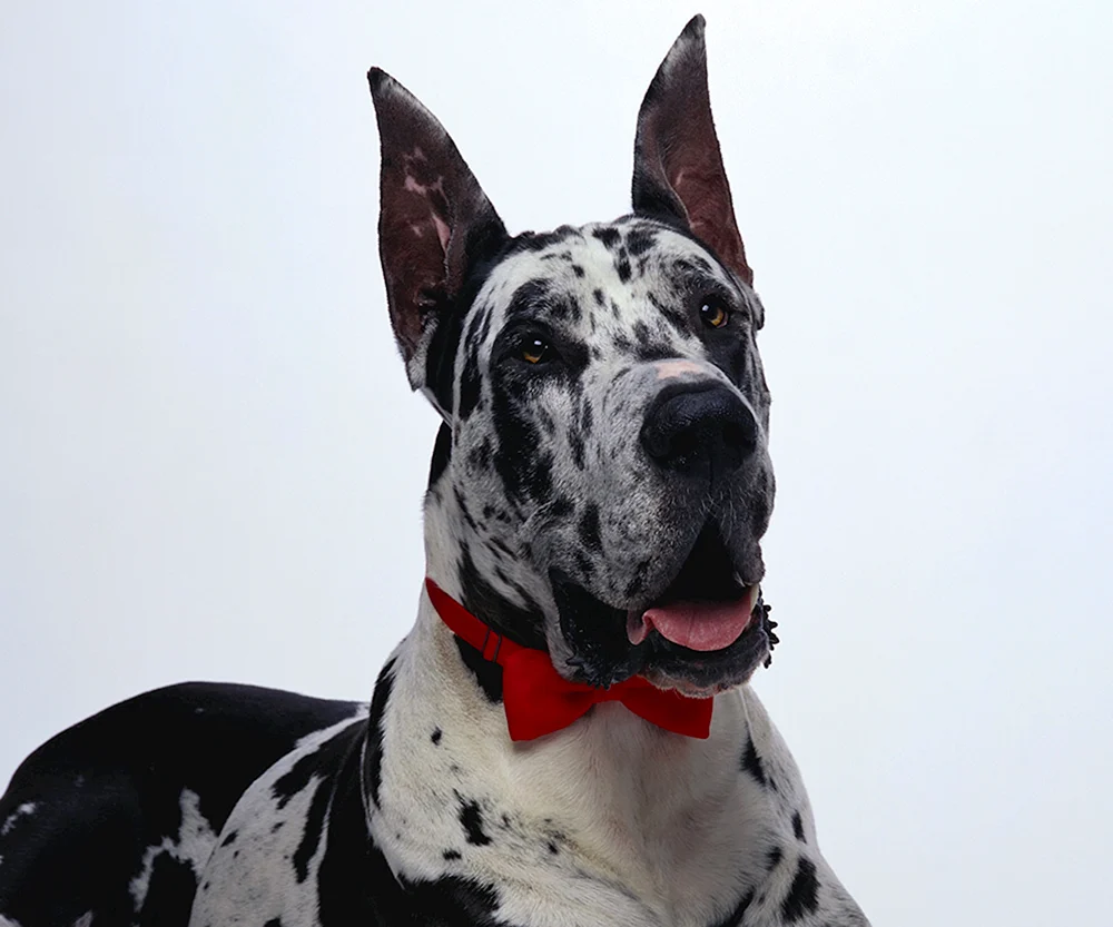 Dobermann Hund