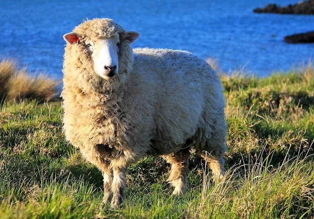 Schaf mit Lamm