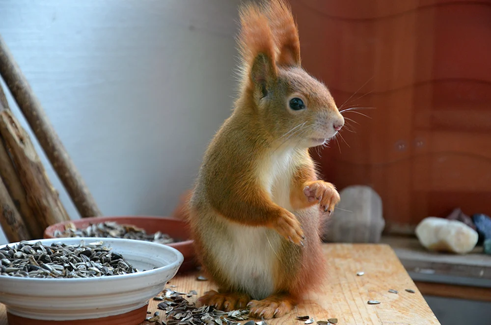 Haushaltshörnchen
