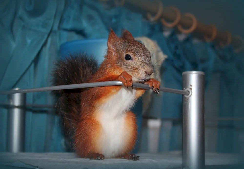 Sibirische Eichhörnchen. Teleutka
