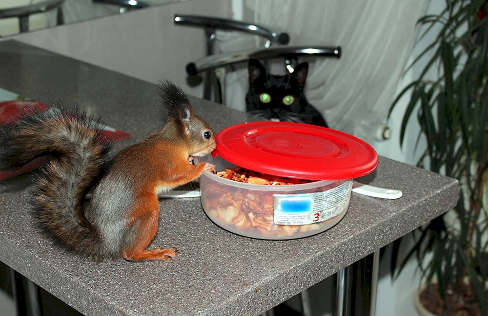 Haushörnchen