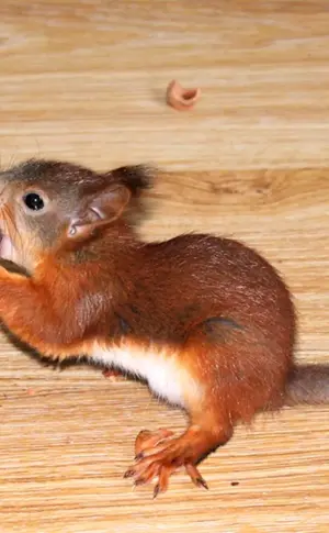 Teleutka-Eichhörnchen