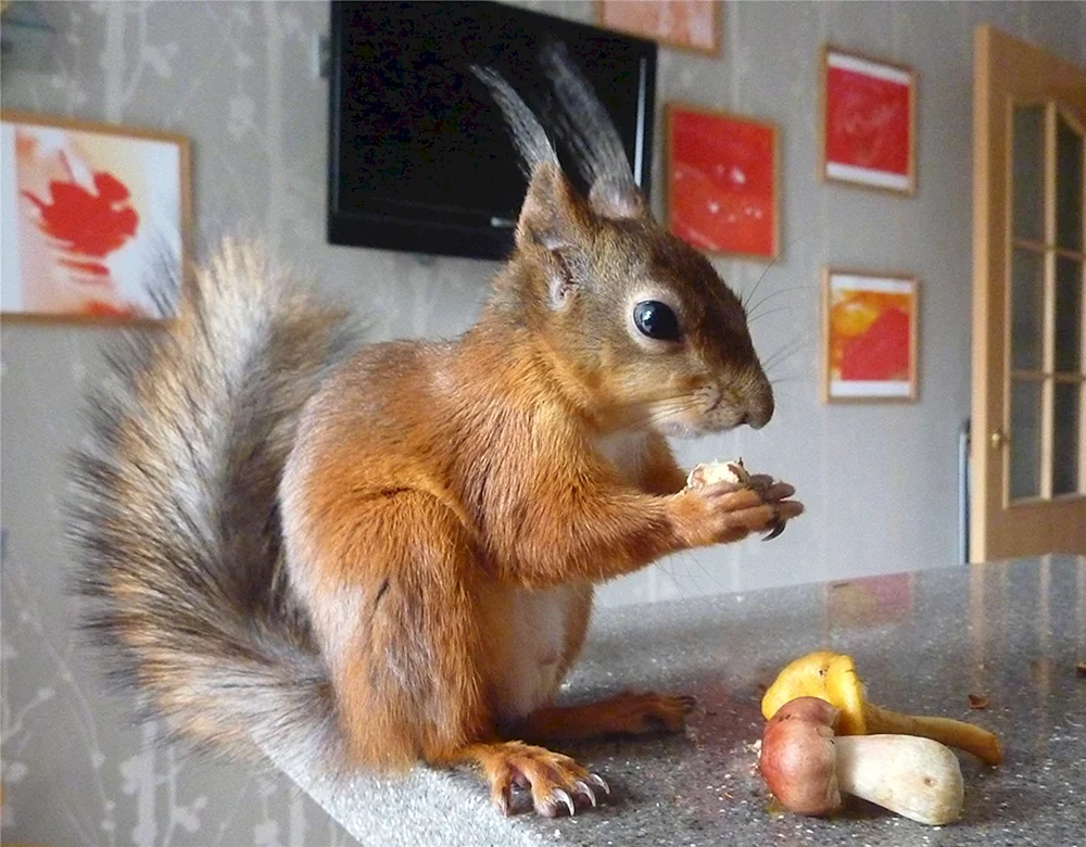 Eichhörnchen