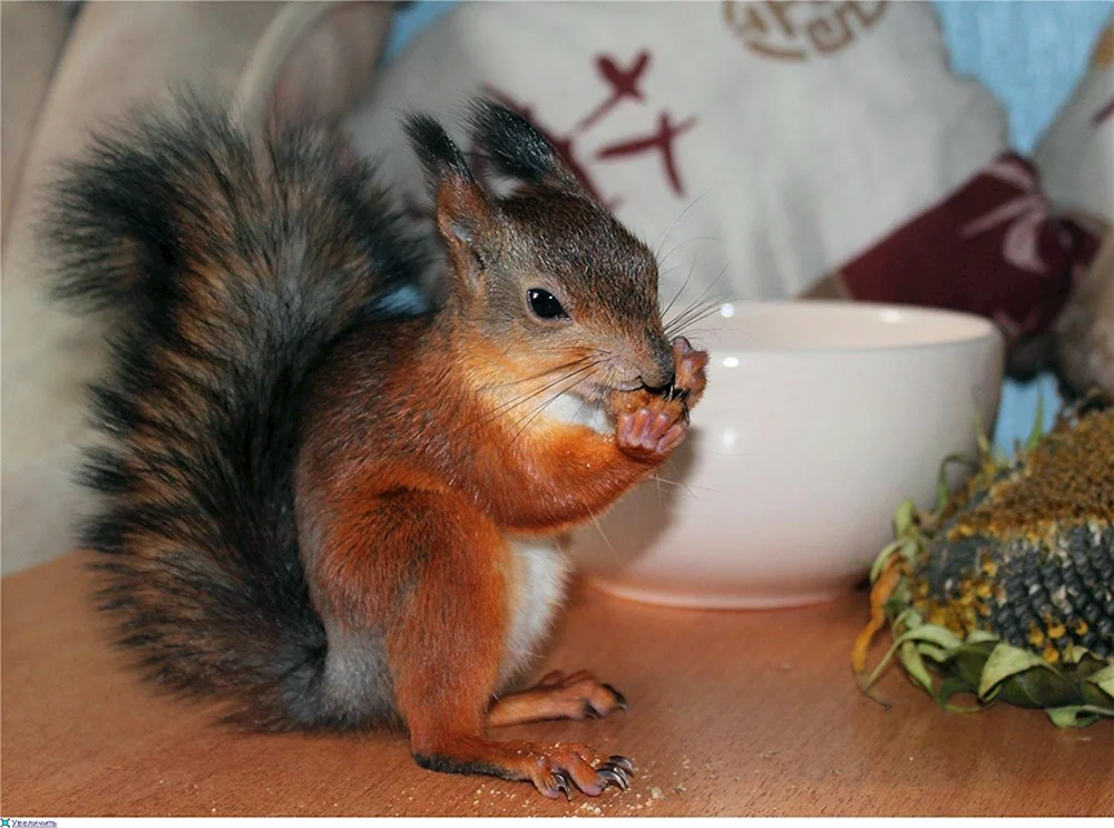 Handhörnchen