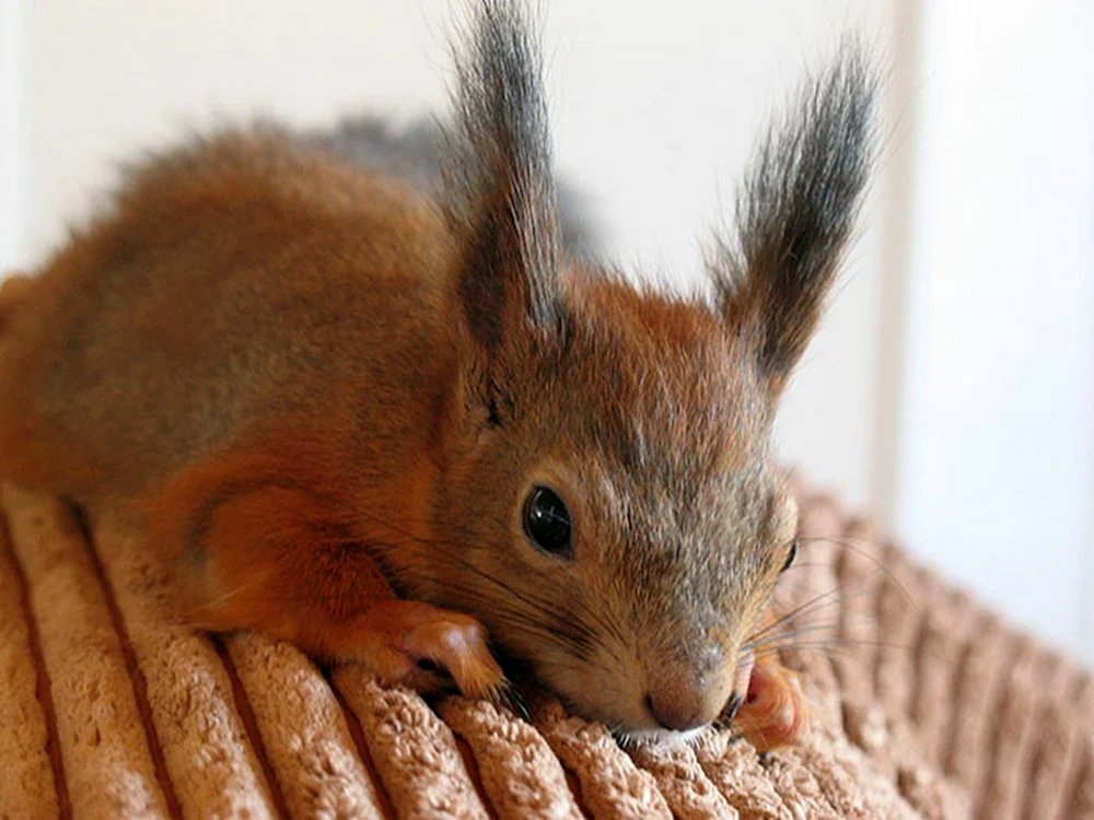Handhörnchen