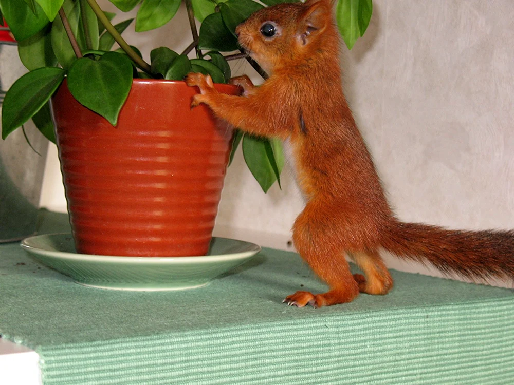 Kaukasisches Eichhörnchen