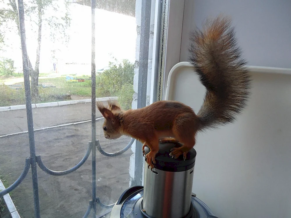 Haustiere Eichhörnchen