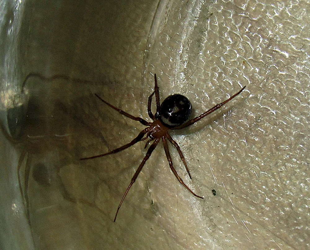 Australische Jagdspinne