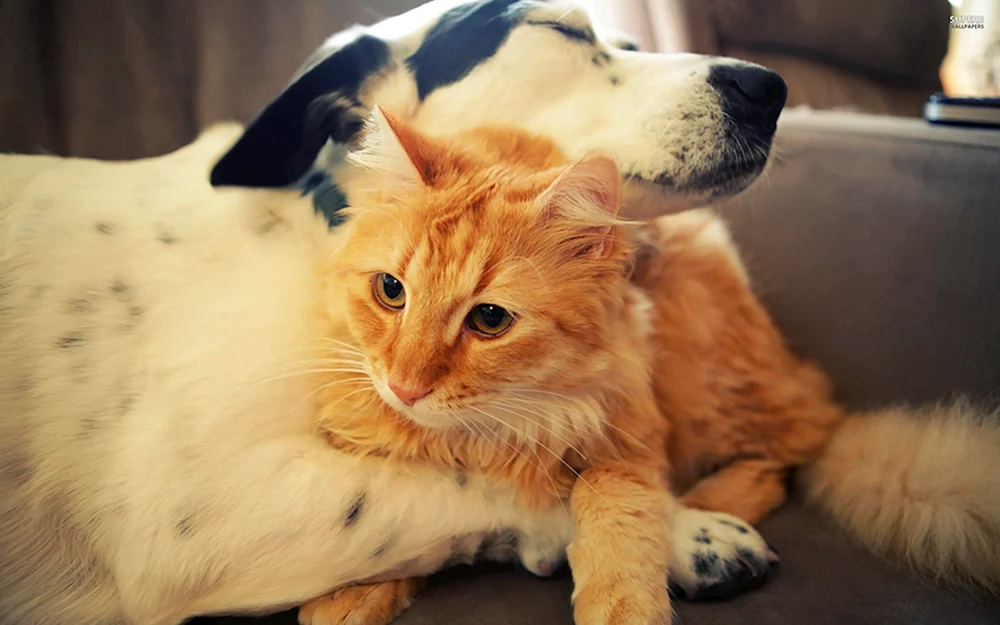 Schlafende Tiere