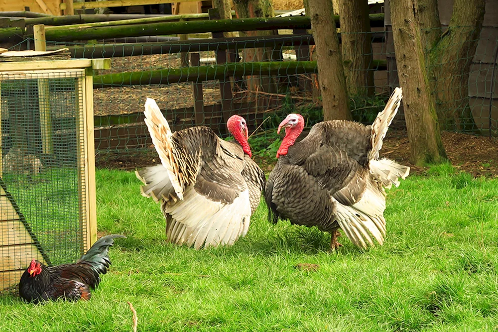 Poultry Geflügel