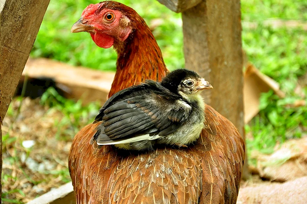 Huhn mit Küken