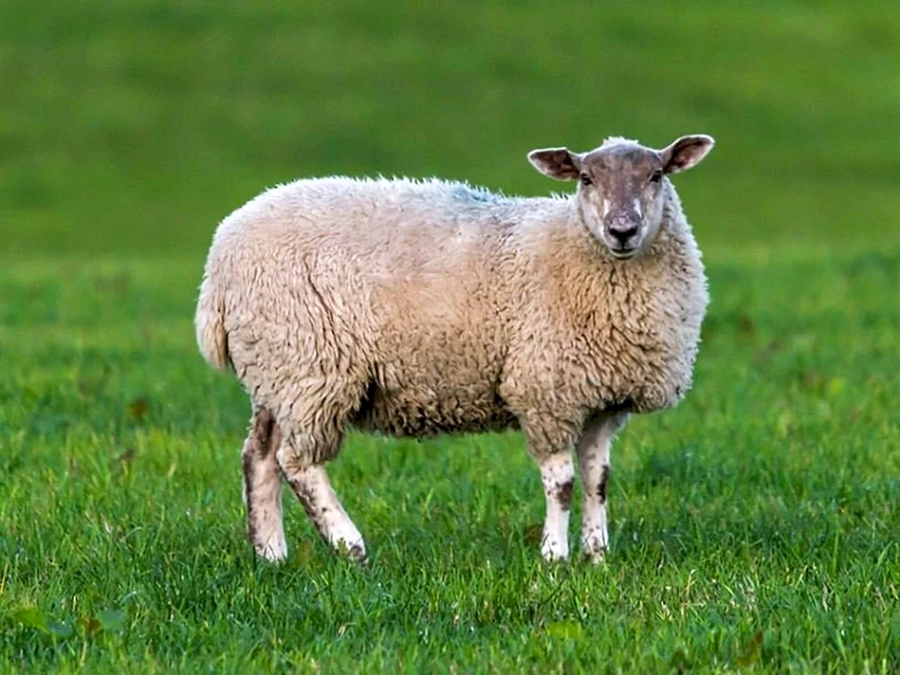 Schönes Schaf