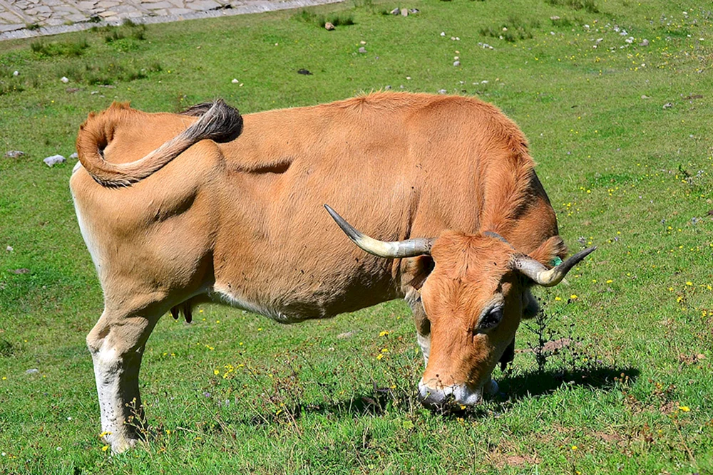 Stierbulle