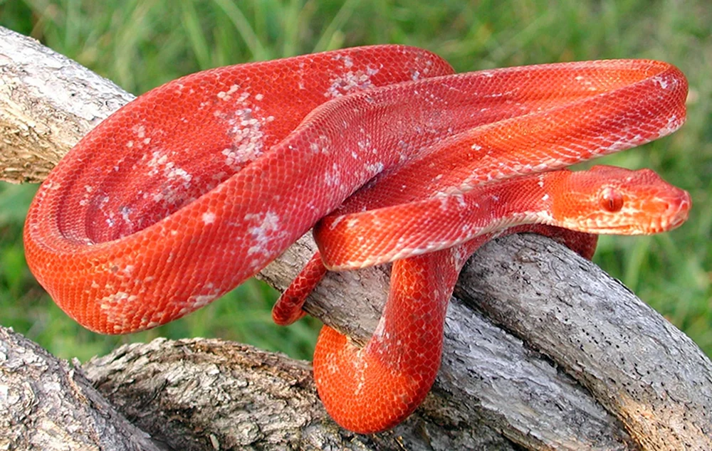 Dominikanische Bergrotboa