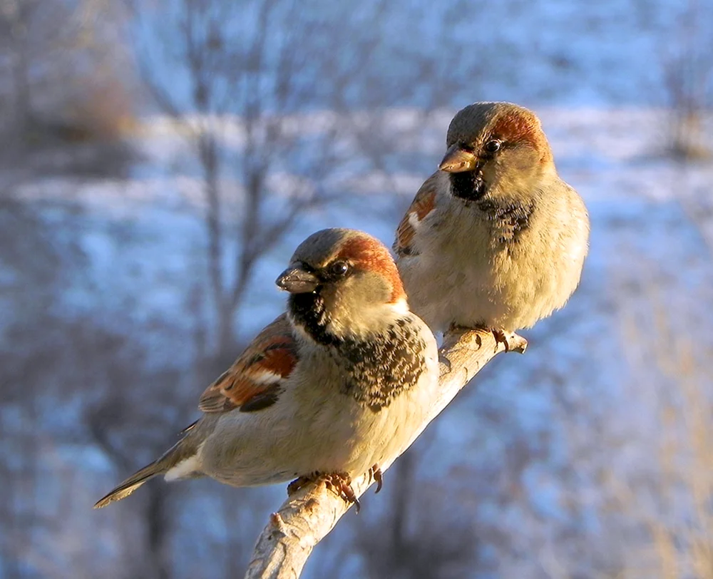 Haussperling Sperlingsvögel
