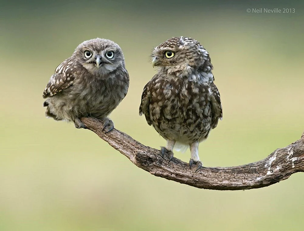 Tengmalm's Owl. Eulenküken