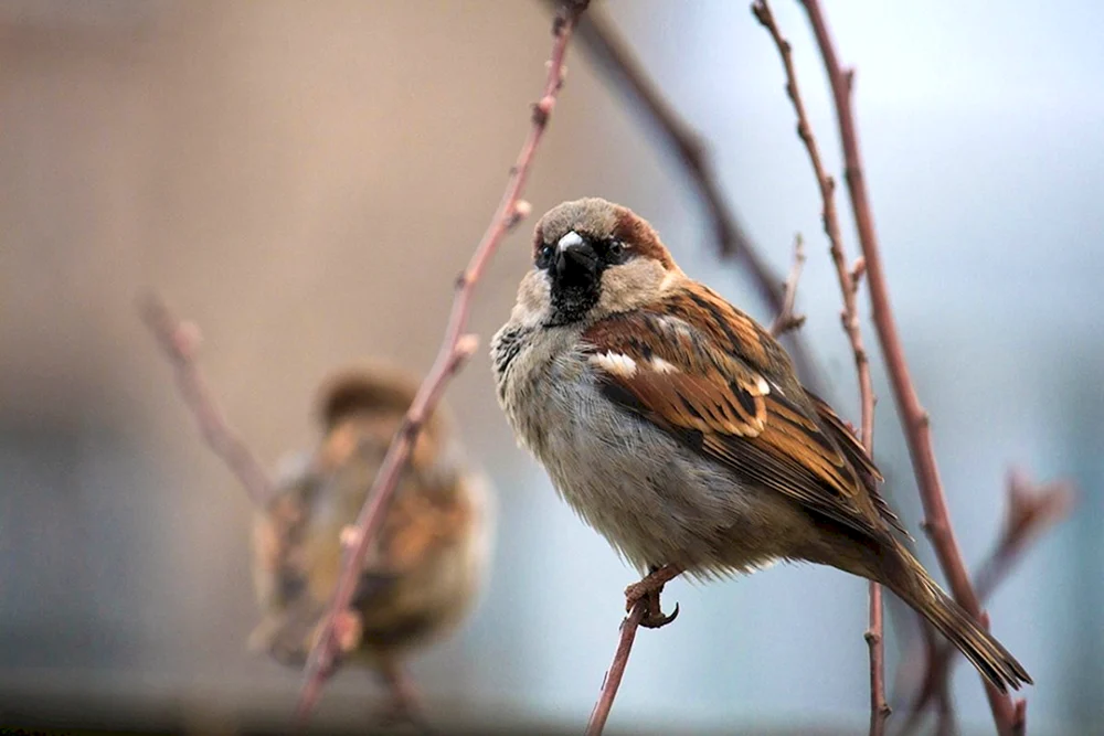 Haussperling weiblich