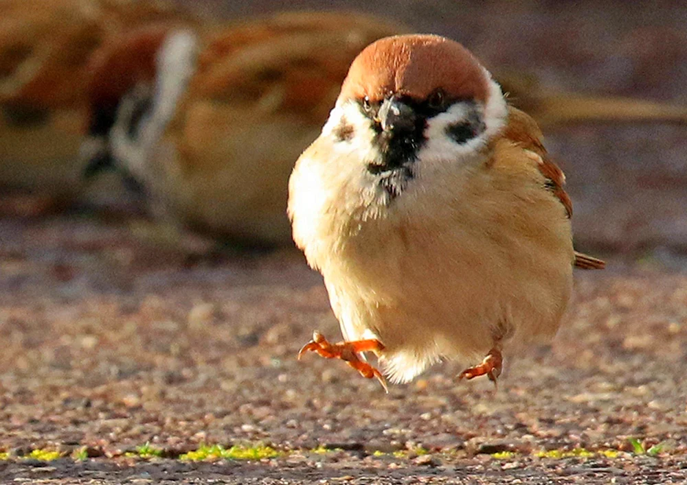 Amadine Spatz