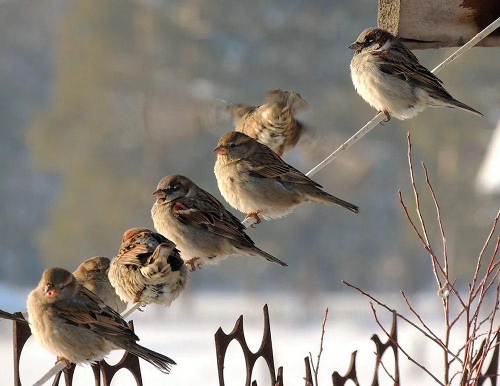 Haussperling im Winter