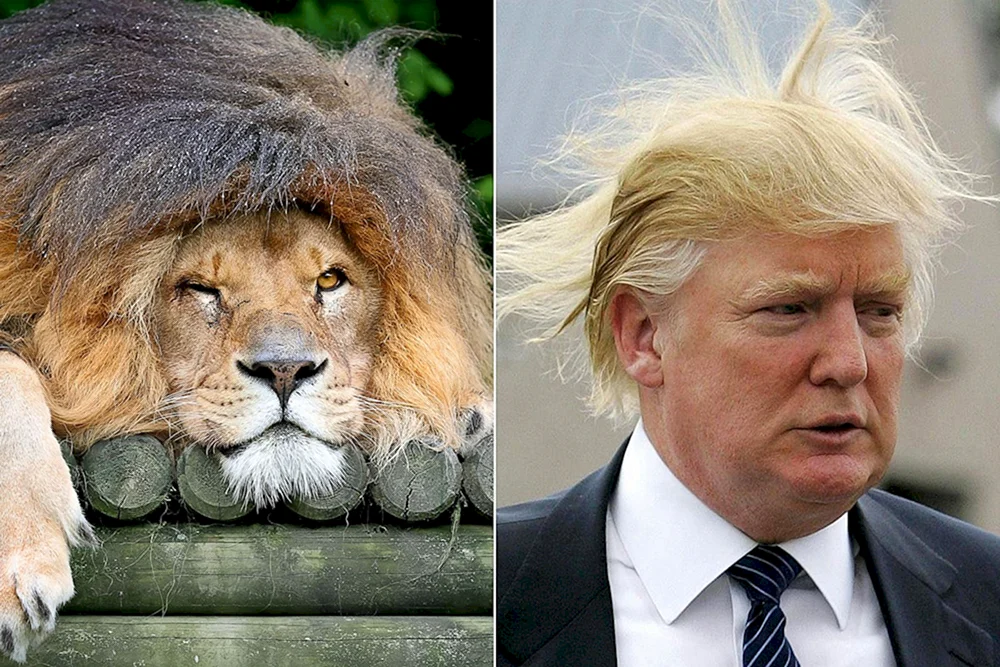 Chinesischer Zoo Löwe mit Frisur