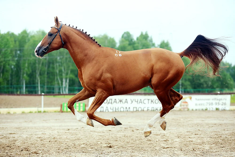 Donchak Pferderasse