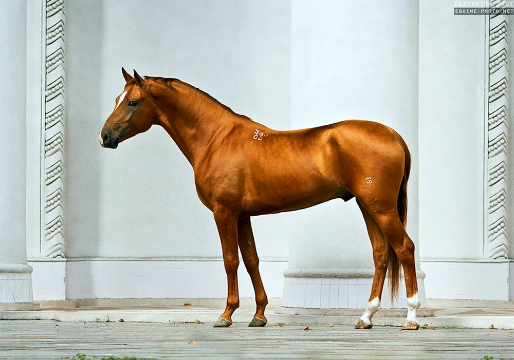 Pferderasse Donchak