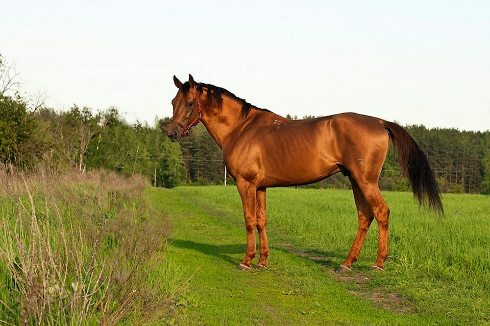 Pferderasse Donchak Donchak-Pferderasse