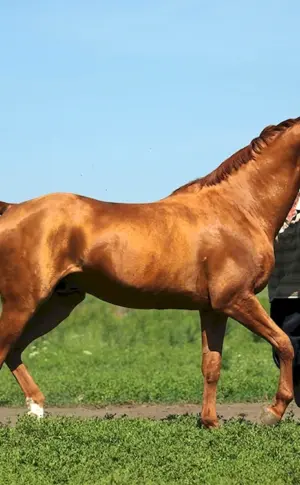 Donchak Pferderasse