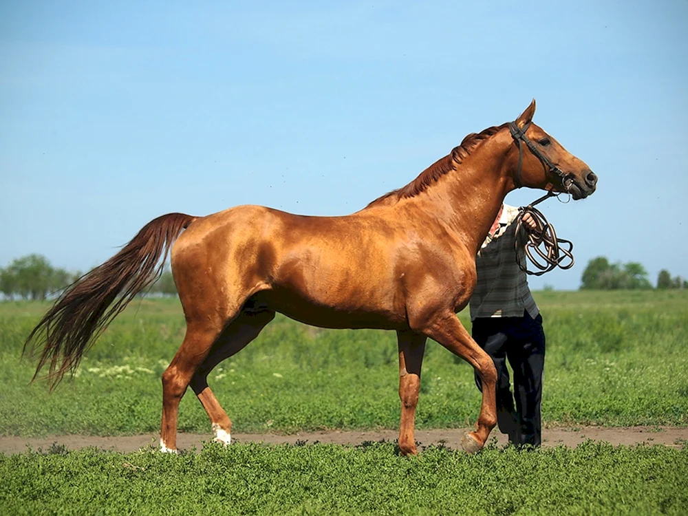 Donchak Pferderasse