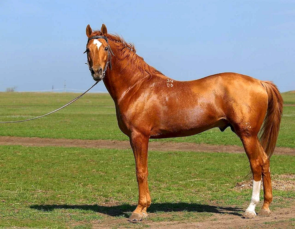 Donchak-Pferderasse