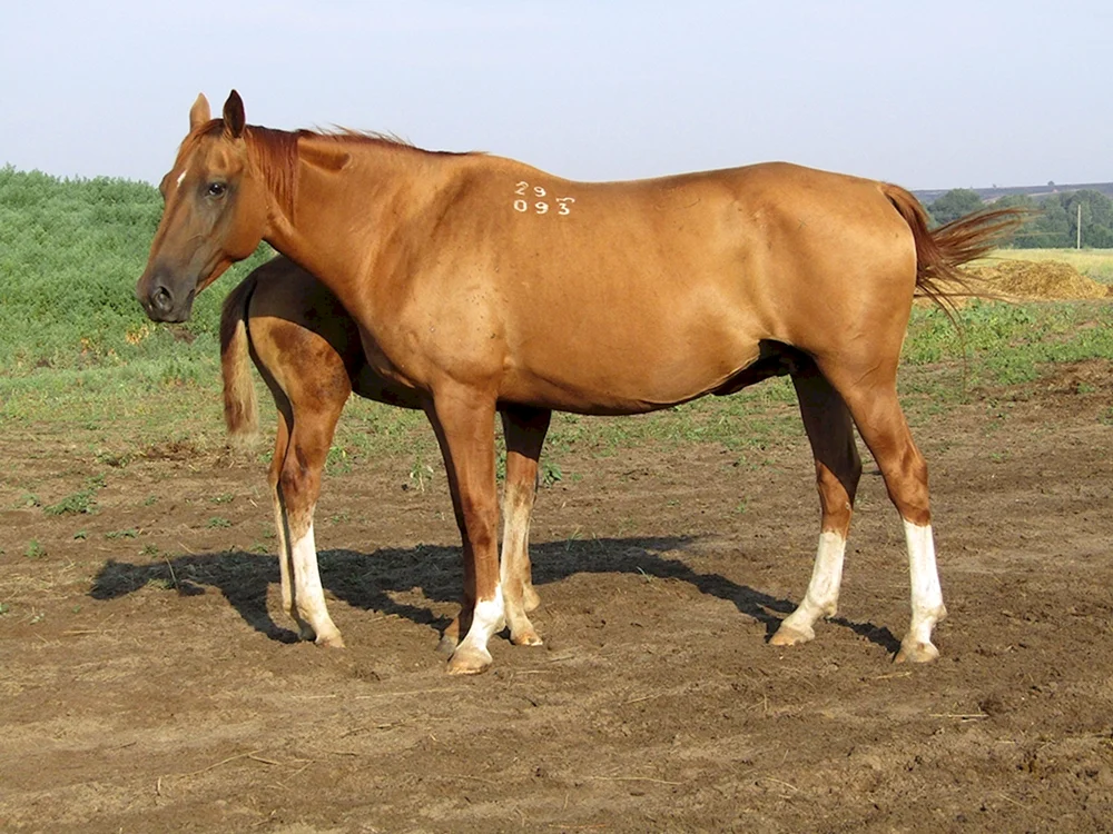 Budennovskiy Hochblutpferd